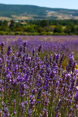Naklejka premium Lavendelblüte in Frankreich
