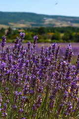 Lavendelblüte in Frankreich