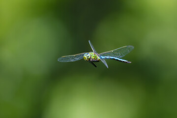 macro photography of a blue dragonfly