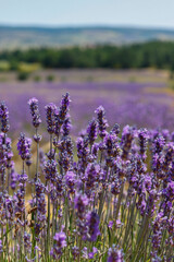 Fototapeta premium Lavendelblüte in Frankreich