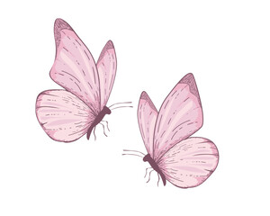 butterfly on white background