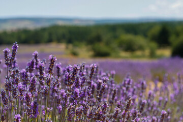 Obraz premium Lavendelblüte in Frankreich