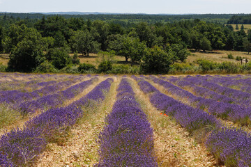 Fototapeta na wymiar Lavendelfeld in Frankreich