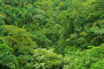 Green tree tops of the Costa Rica jungle with a hanging bridge