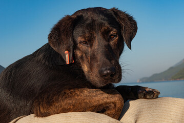 Cute black Puppy, one of the thousands of streets dogs in Turkey that has a red ear tag to indicate...
