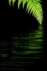 Fern leaf hanging and touching black mysterical water leaving a rimpling reflection