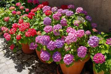 Rosa und Lila Hortensie