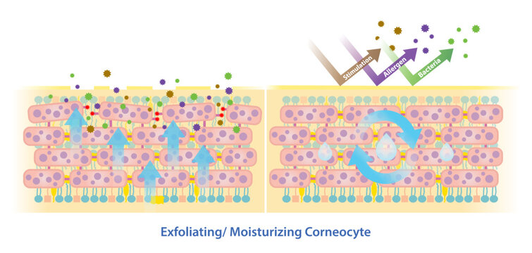 Comparison of exfoliating and moisturizing corneocyte vector. The mechanism of exfoliating skin cells, corneodesmosomes degraded and natural moisturizing corneocyte for skin hydration.