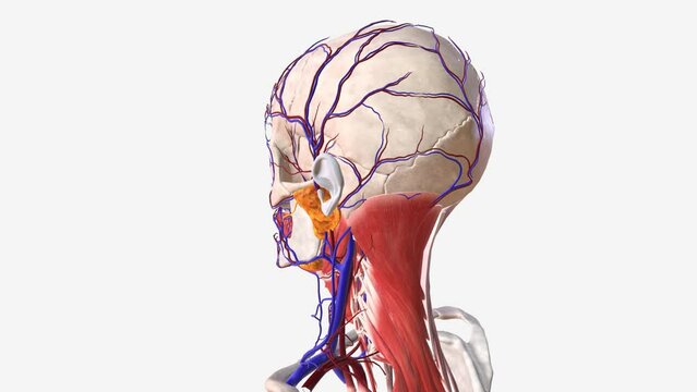 Vascular system in the human head and face .