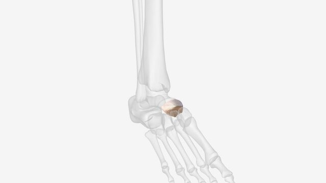The navicular is a small irregular bone with its shape being described as pyriform