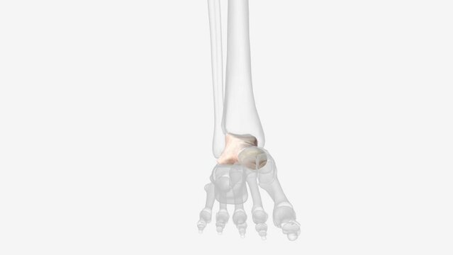 The talus talus bone, astragalus or ankle bone is one of the group of foot bones known as the tarsus