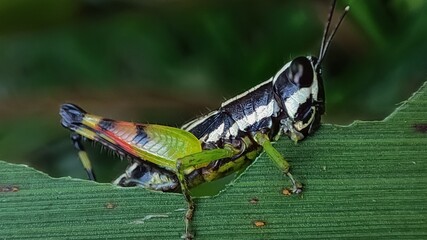 grasshopper on a leaf