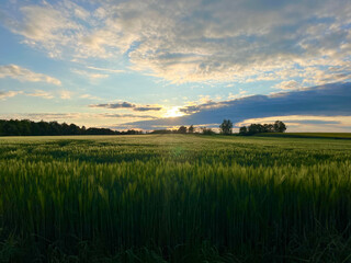 Fototapeta na wymiar Beautiful sunset on the background of a field with ripening rye. Ripening rye with copyspace