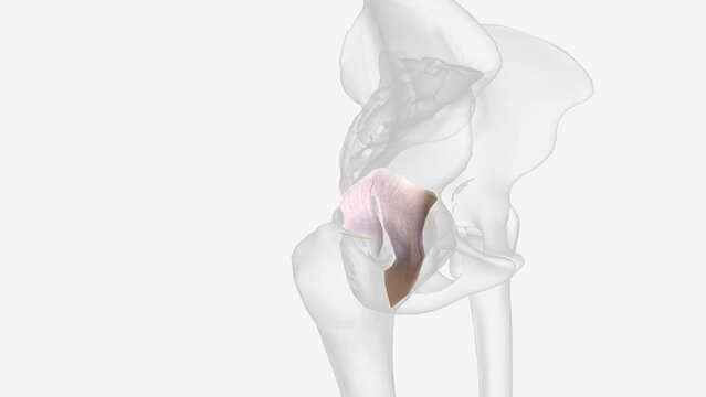 The iliofemoral ligament is the anterior hip capsular ligament arising just below the anterior inferior iliac spine.
