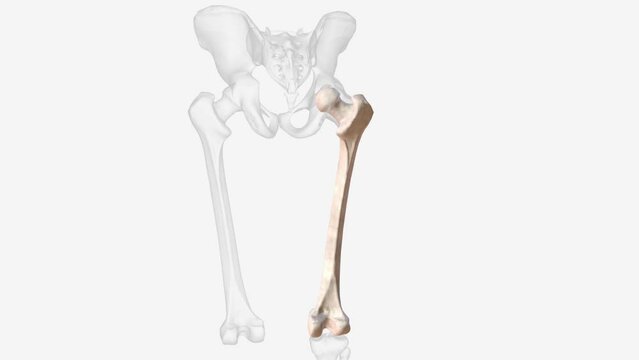 The femur is the only bone in the thigh and the longest bone in the body
