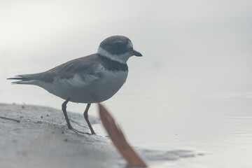 Costa Rica Natural Parks Monkeys and Birds Wildlife