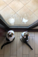 two house cats looking up in front of the glass door. with its reflections