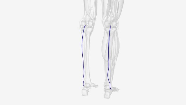 Your small saphenous vein begins on the lateral end of the dorsal venous arch of the foot .