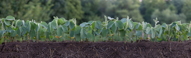 Fresh green soybean plants with roots