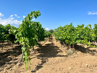 Fototapeta na wymiar Ripening Vitis vinifera grapes on the field