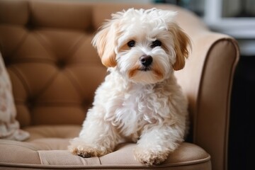 Cute maltipoo pretty. Generate Ai