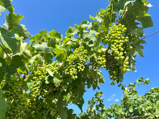 Ripening Vitis vinifera grapes on the field
