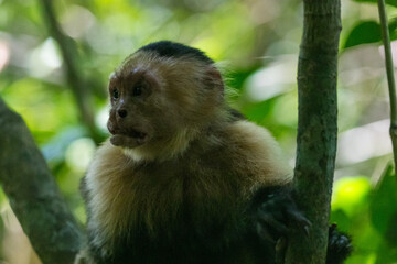 Costa Rica Natural Parks Monkeys and Birds Wildlife