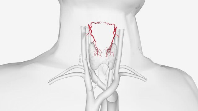 The superior thyroid artery arises from the external carotid artery just below the level of the greater cornu