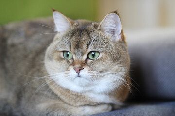 Green - eyed British Shorthair Golden Chinchilla 