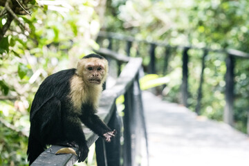 Naklejka premium Costa Rica Natural Parks Monkeys and Birds Wildlife