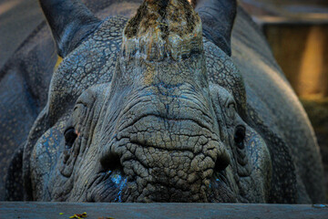 Fototapeta na wymiar head of a rhinoceros, wildlife of India