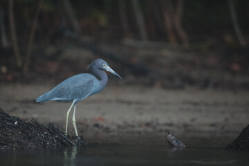 Costa Rica Natural Parks Monkeys and Birds Wildlife