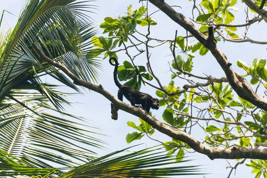 Costa Rica Natural Parks Monkeys and Birds Wildlife