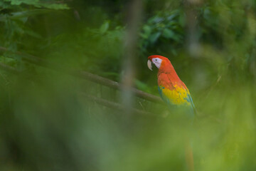 Costa Rica Natural Parks Monkeys and Birds Wildlife