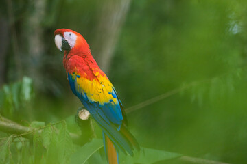 Costa Rica Natural Parks Monkeys and Birds Wildlife