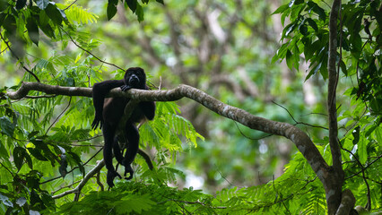 Costa Rica Natural Parks Monkeys and Birds Wildlife