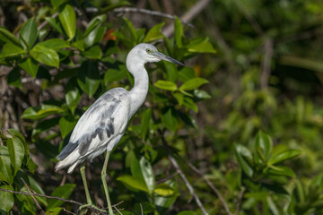 Fototapeta premium Costa Rica Natural Parks Monkeys and Birds Wildlife