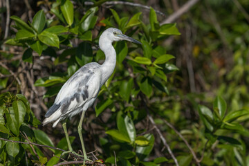 Fototapeta premium Costa Rica Natural Parks Monkeys and Birds Wildlife