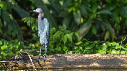 Fototapeta premium Costa Rica Natural Parks Monkeys and Birds Wildlife