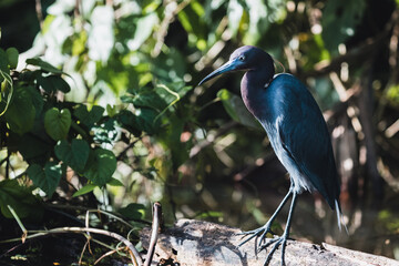 Costa Rica Natural Parks Monkeys and Birds Wildlife