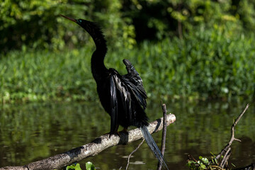 Naklejka premium Costa Rica Natural Parks Monkeys and Birds Wildlife