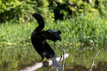 Costa Rica Natural Parks Monkeys and Birds Wildlife