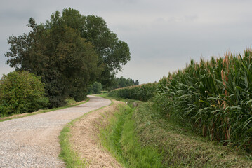 Fototapeta na wymiar coltivazione di mais nella campagna