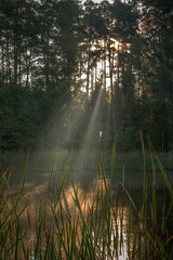 Fototapeta na wymiar Sonnenstrahlen am Teich - Morgenstimmung
