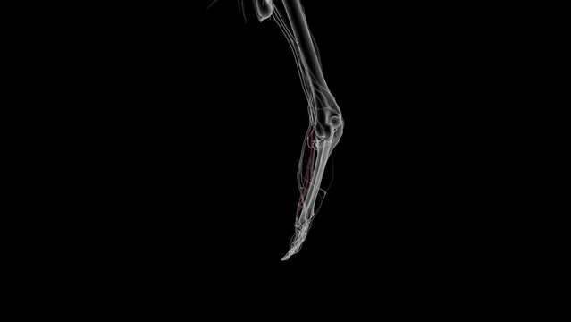 The ulnar artery, along with the radial artery, is responsible for the arterial supply to the forearm and hand .