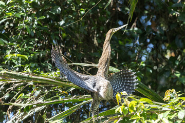Costa Rica Natural Parks Monkeys and Birds Wildlife