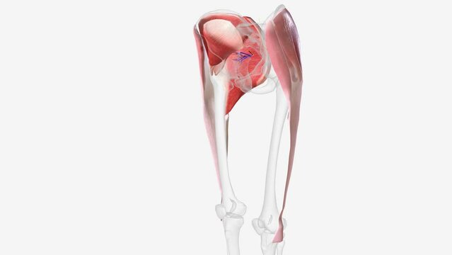 The inferior gluteal artery is a terminal branch of the internal iliac artery supplying the gluteal and thigh regions .