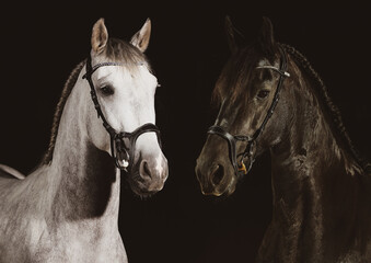 Horse Spaniard and Friesian horse in portraits on a picture photographed in the studio with flash..