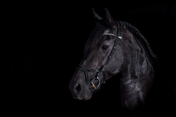 Friesian horse against a black background, head portraits from the side, photographed in the...