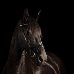 Friesian horse against black background, front head portraits with cropped back line, photographed...